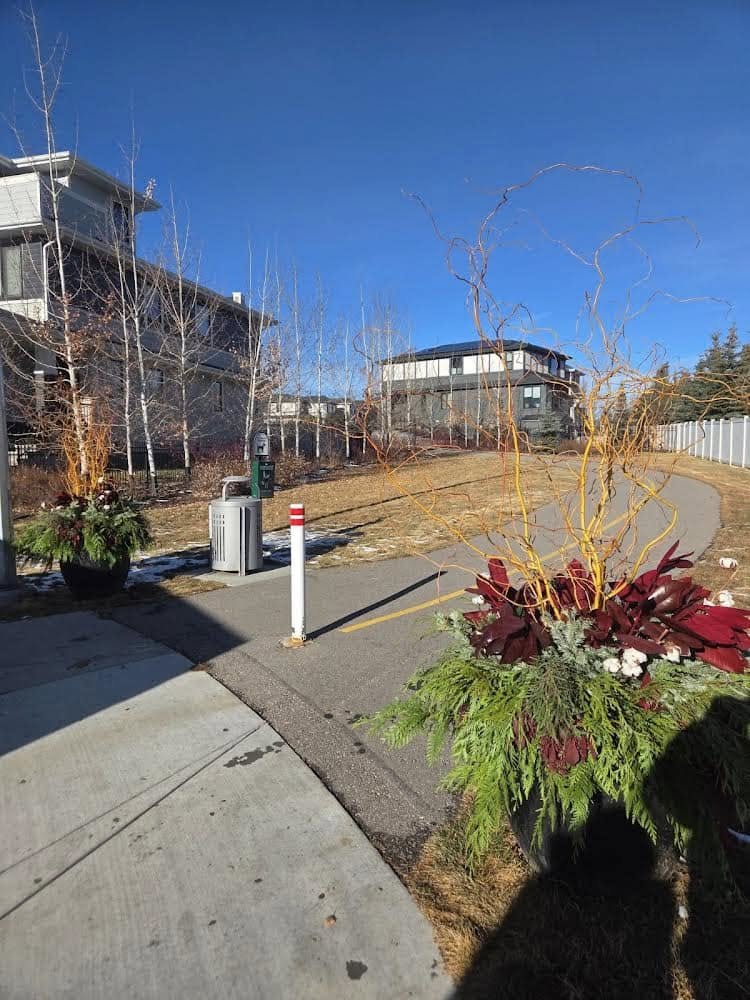 Winter Pots in Bloom Across the Neighbourhood