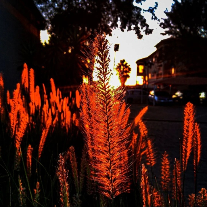 Plant