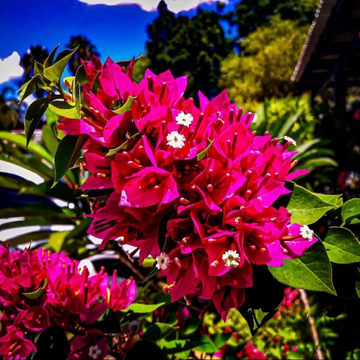 Flowers