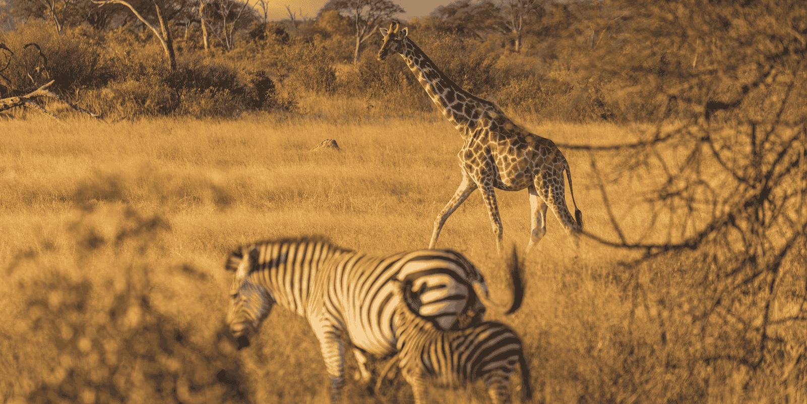 Botsuana e Zimbabué 