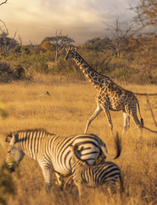 Botsuana e Zimbabué 