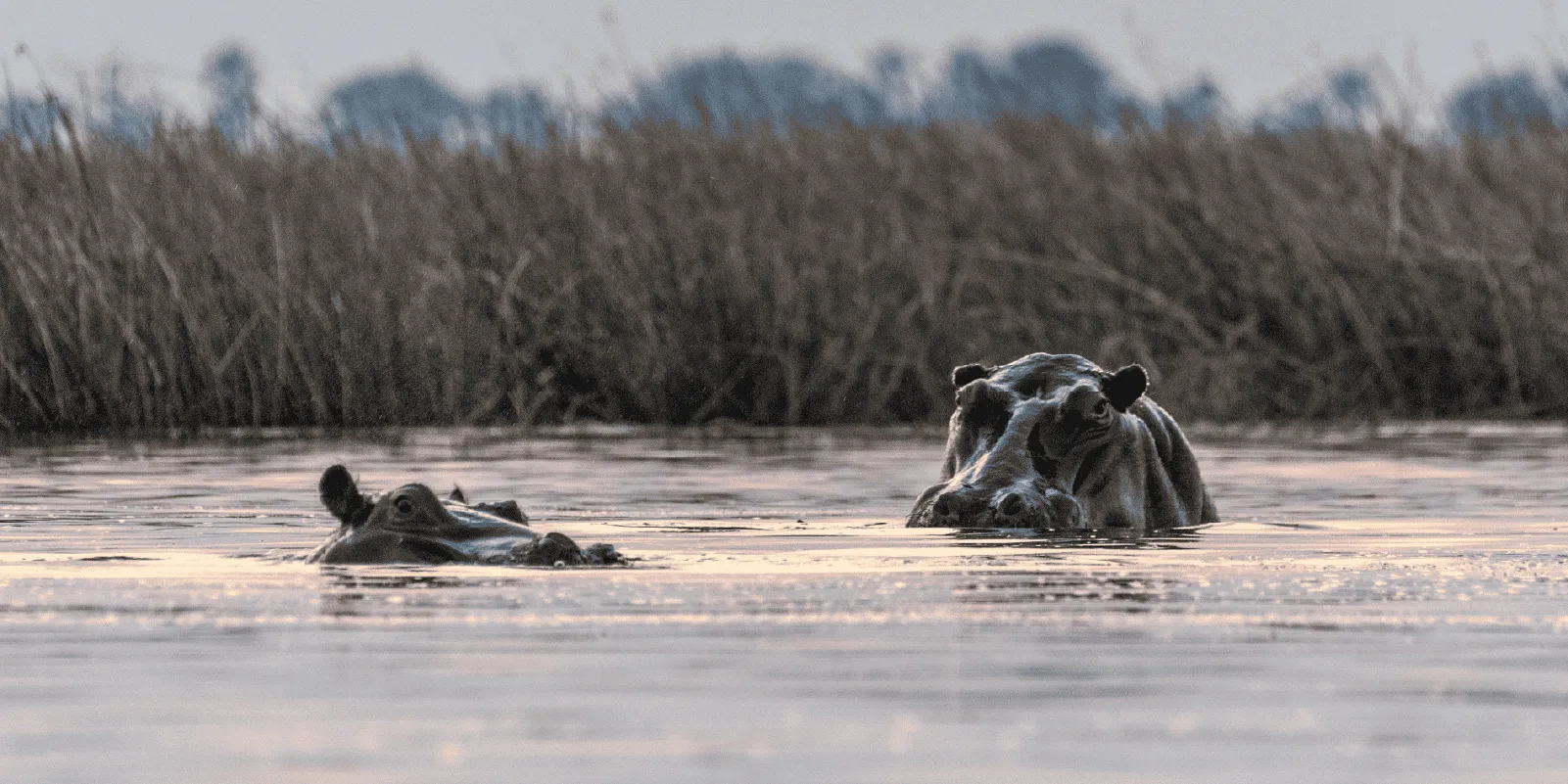 Delta do Okavango e Moremi Game Reserve