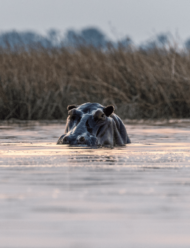Delta do Okavango e Moremi Game Reserve