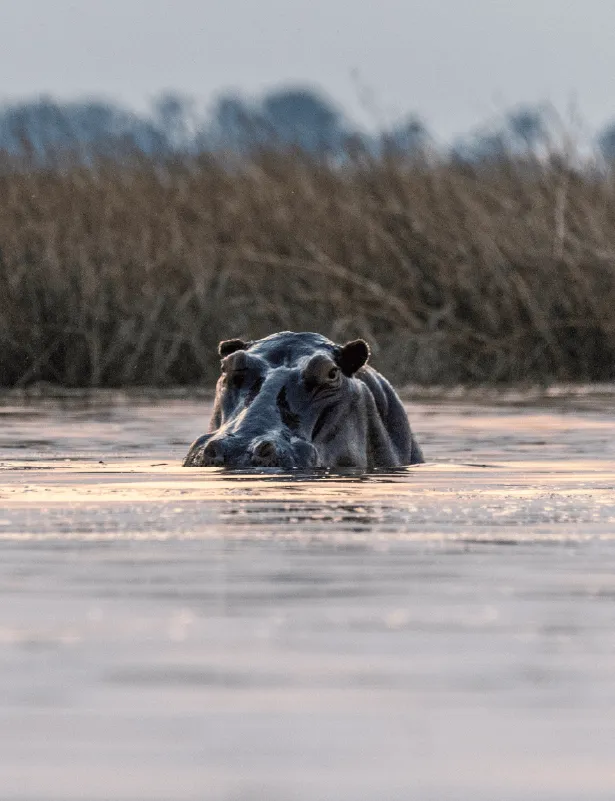 Delta do Okavango e Moremi Game Reserve