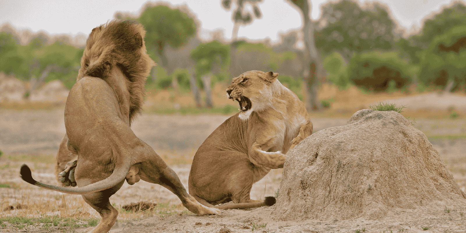 Parque Nacional Hwange 