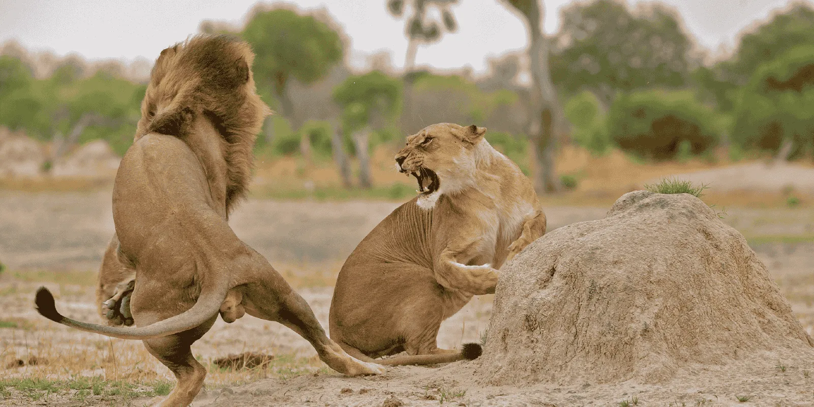 Parque Nacional Hwange