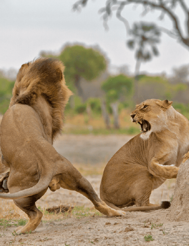 Parque Nacional Hwange 
