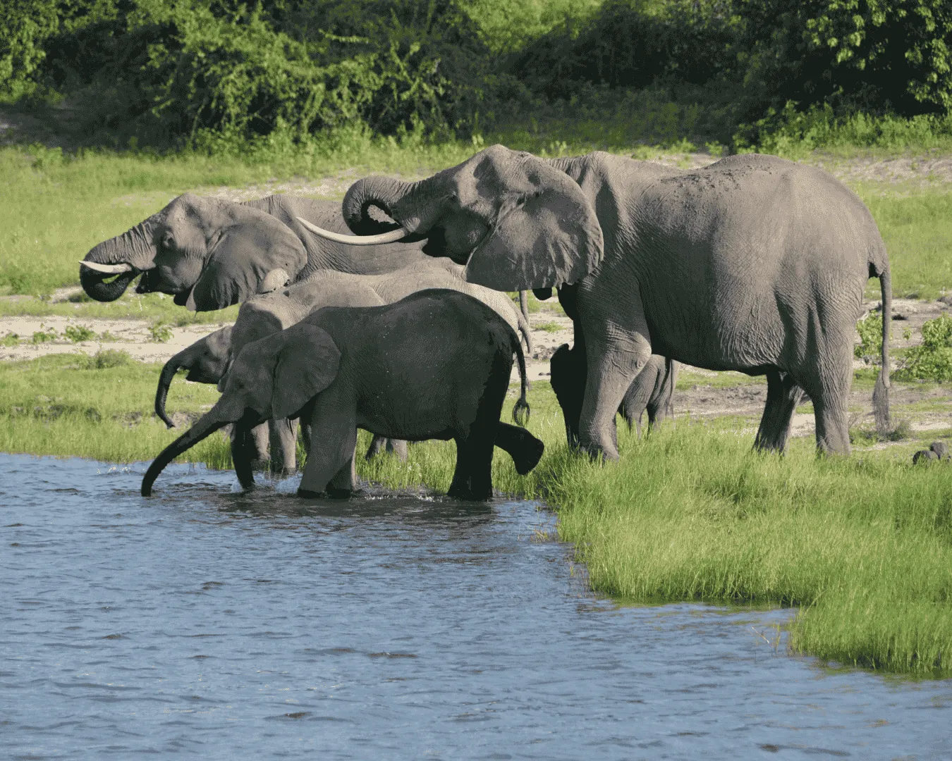 Chobe Riverfront