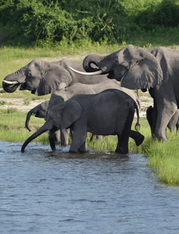 Chobe Riverfront