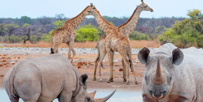Etosha National Park