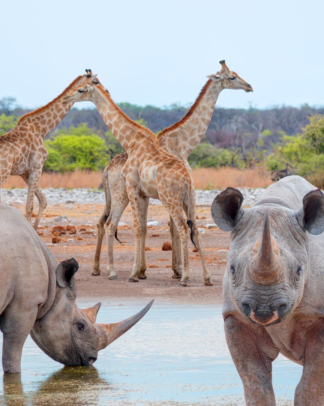 Etosha National Park