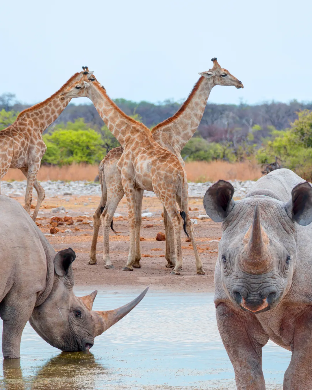 Etosha National Park