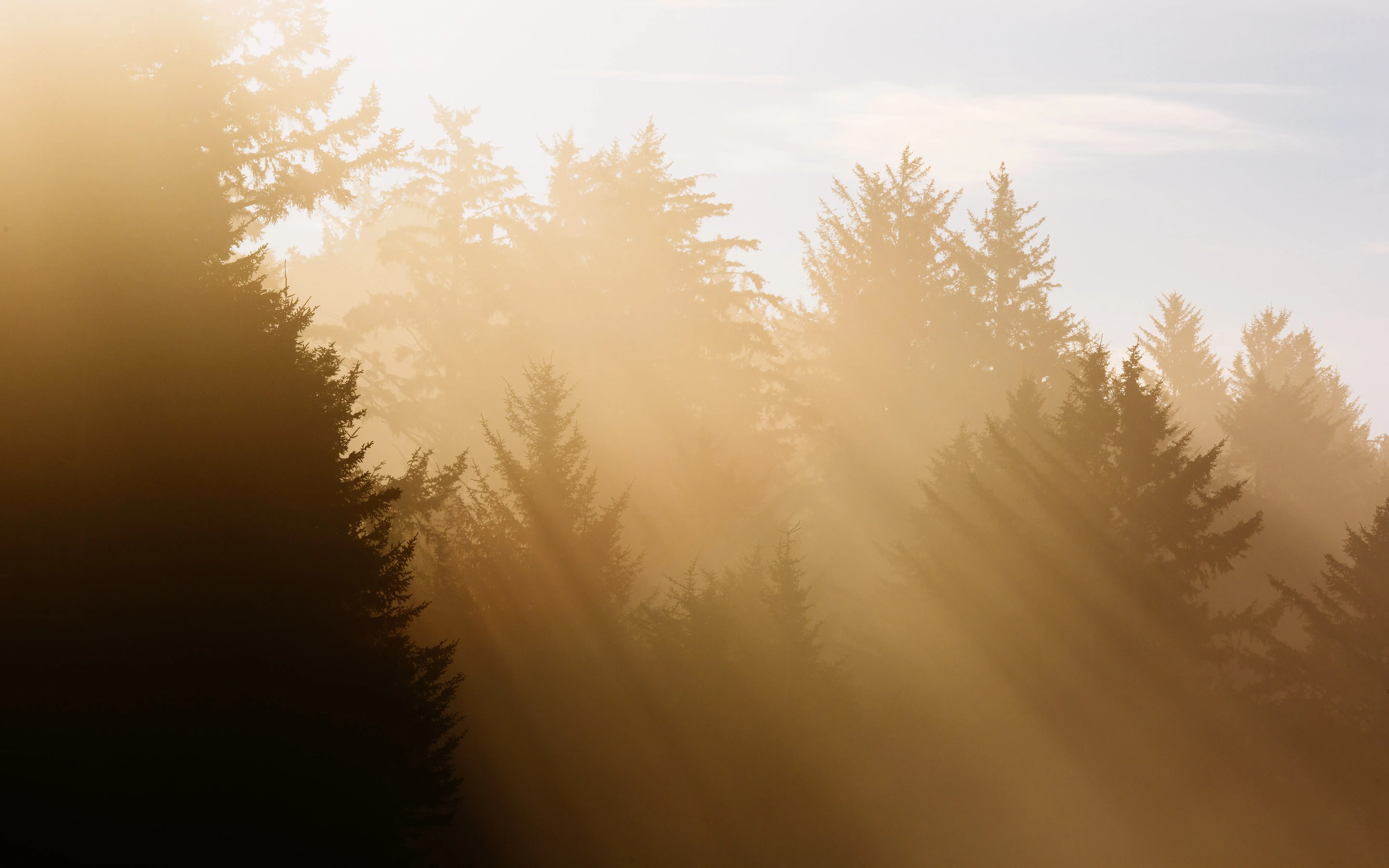 Sun rays in forrest