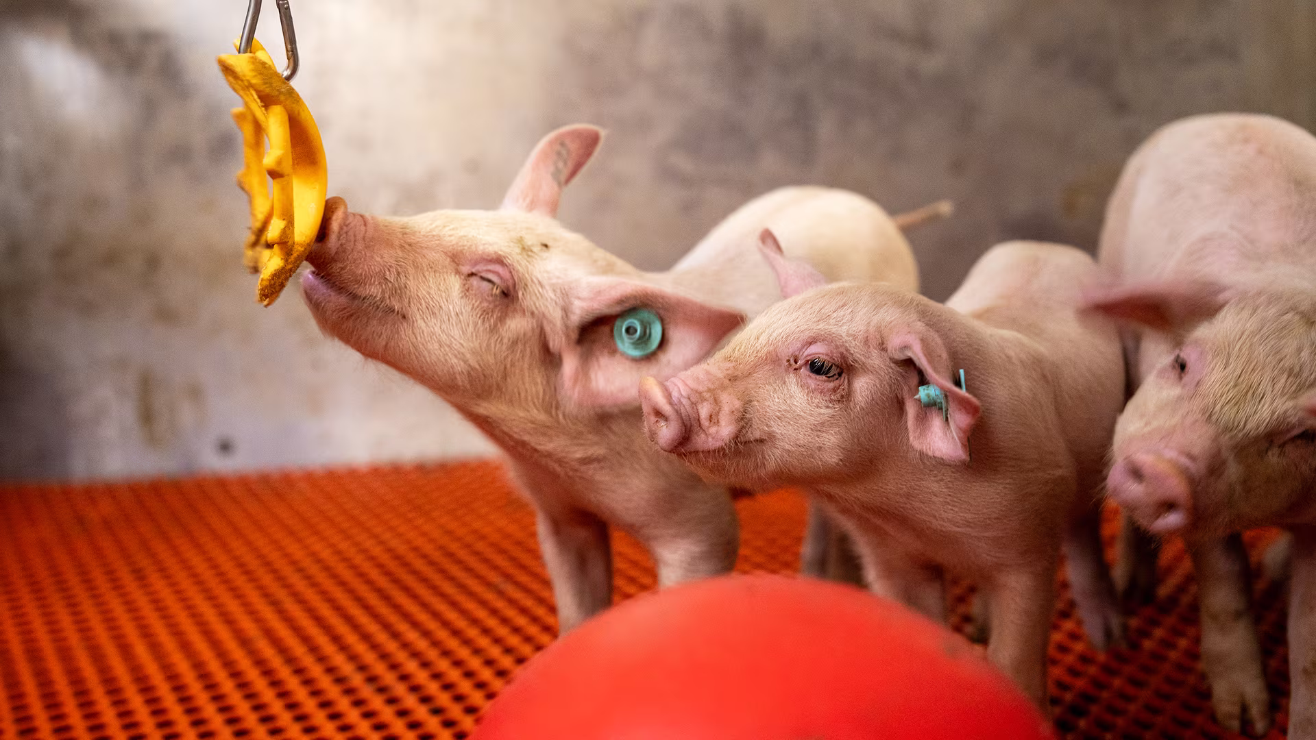 Three piglets standing on an orange slatted floor in an enclosure, with one playing with a hanging yellow toy and a large red ball visible in the foreground.