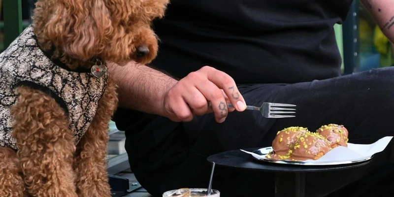 A dog looks at a plate of food in Chatty Beans Café