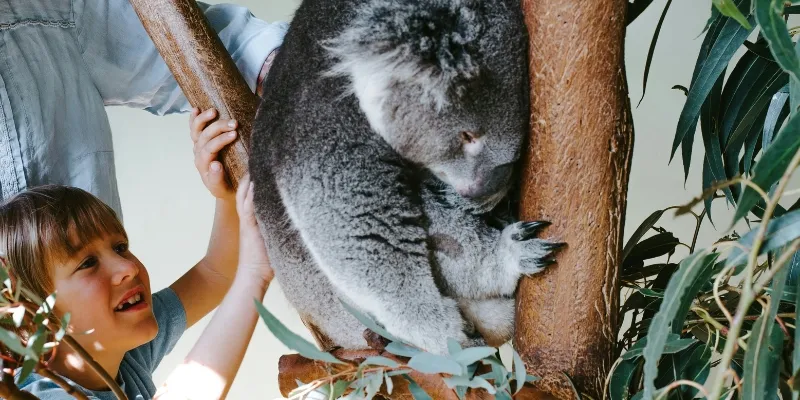 Child reaching out to touch a sleeping koala in a tree at a wildlife centre.