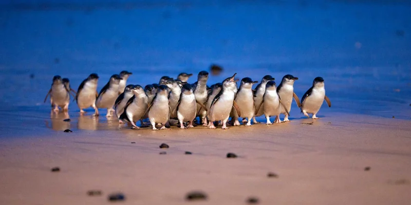 Little penguins waddling on Phillip Island at dusk.