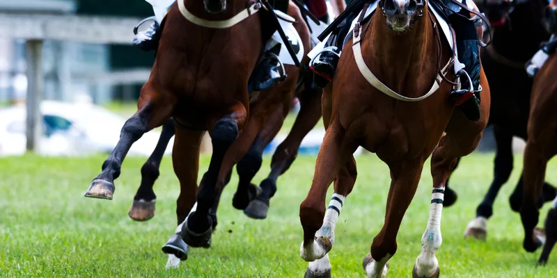 Racehorses galloping down the grass straight during a spring racing carnival meeting