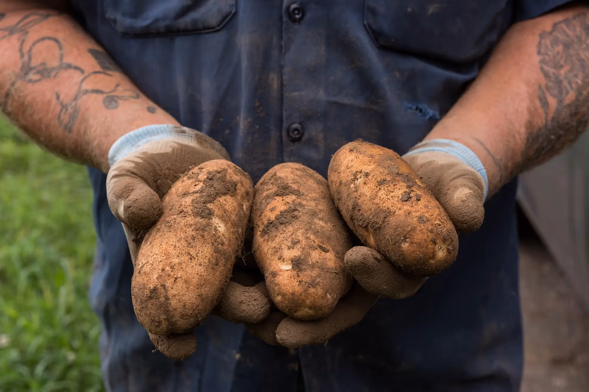 Growing a Resilient Future: the Buckle Farm Story