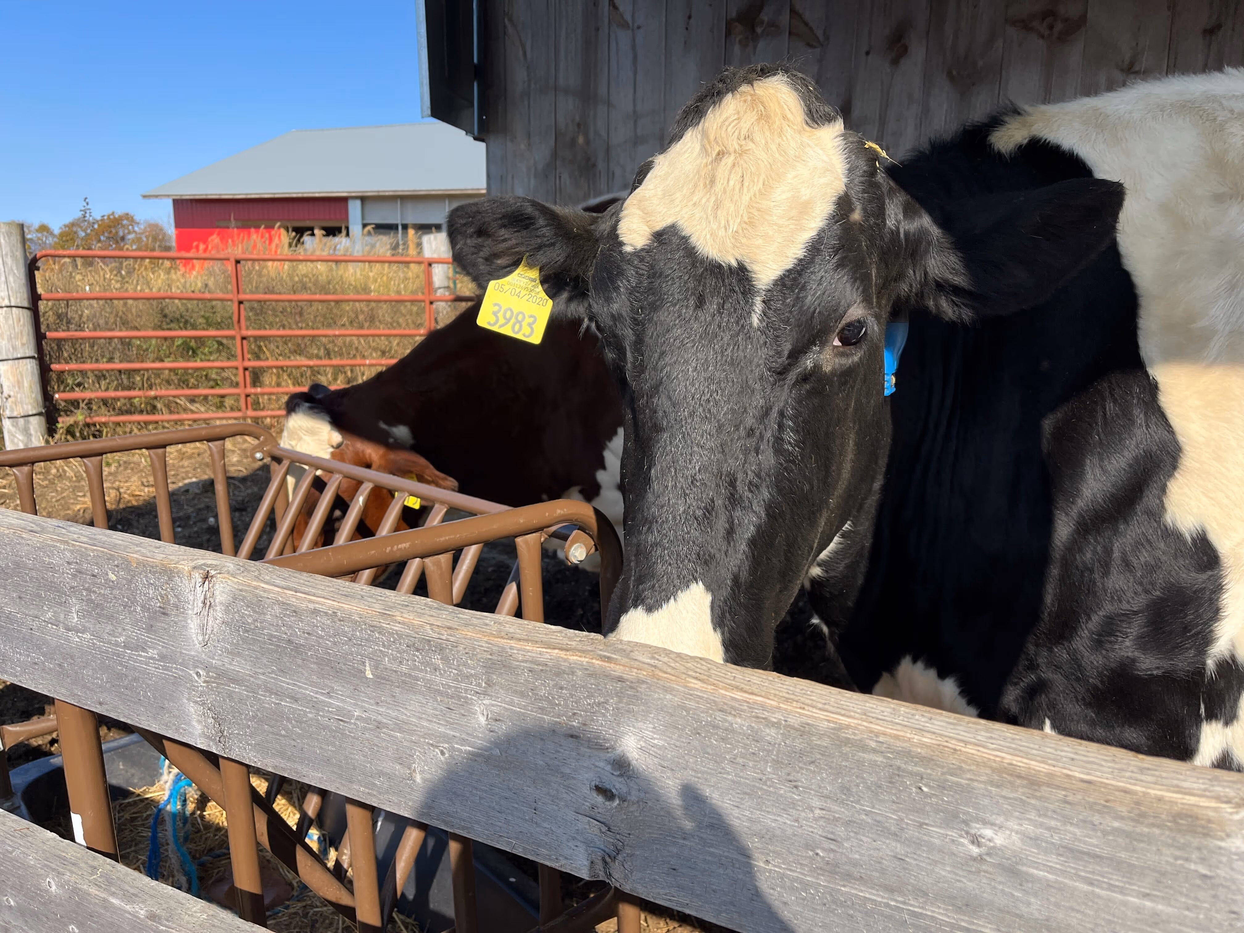 Investing in a thriving dairy sector for Maine