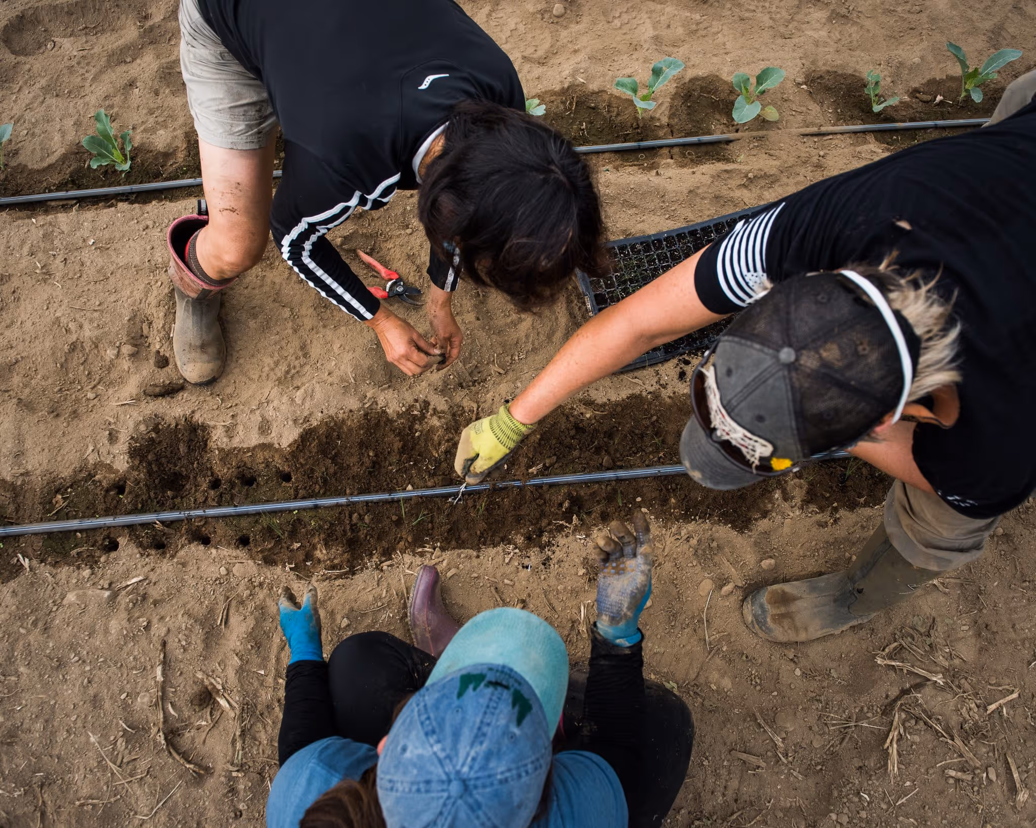 Sustainable Agriculture Vision: Strategic Planning for Maine Agriculture