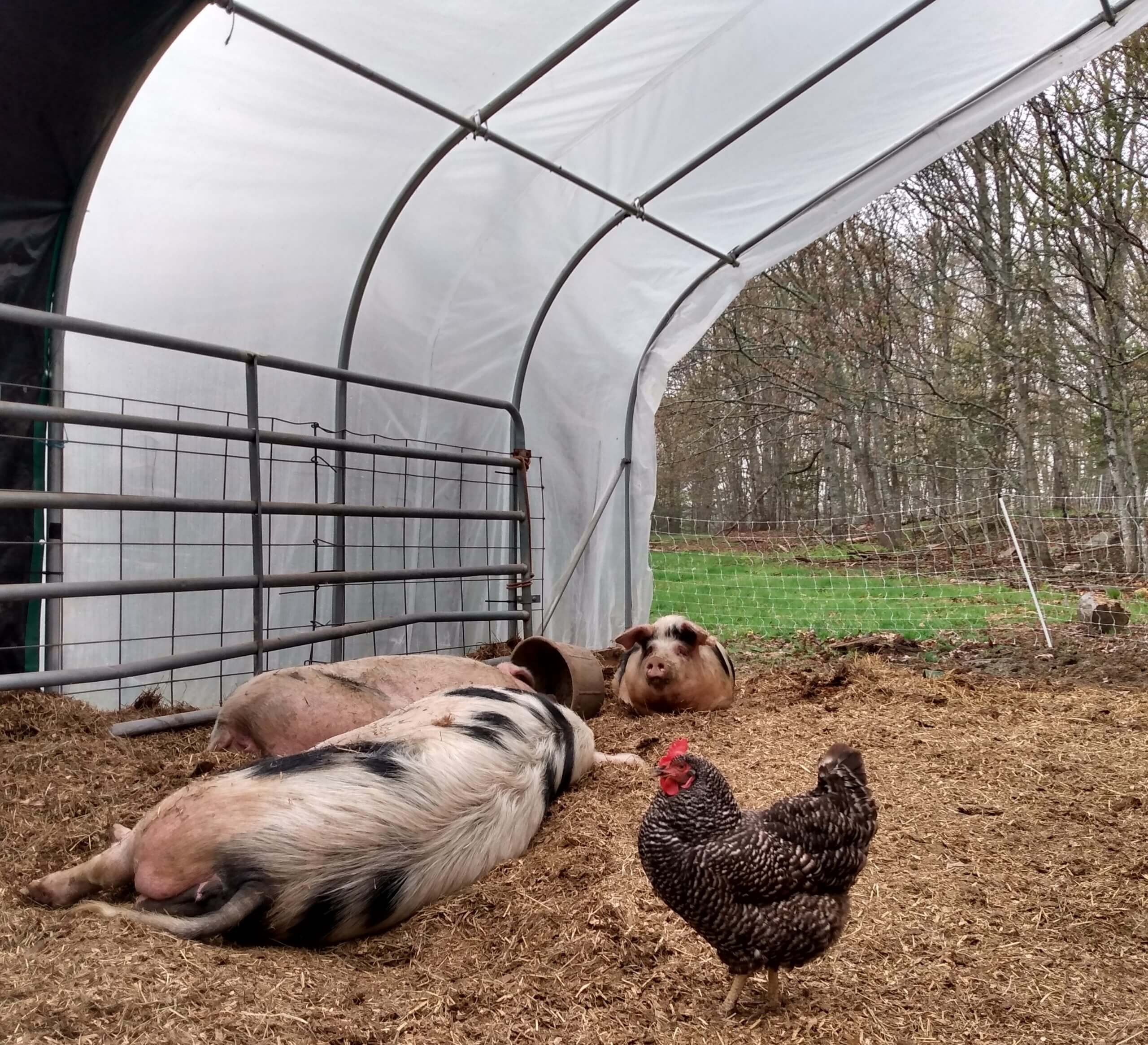 Pigs and chicken resting together in a cozy greenhouse shelter