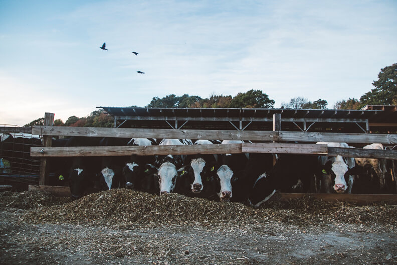 Dairy cows lined up in barn with birds flying overhead