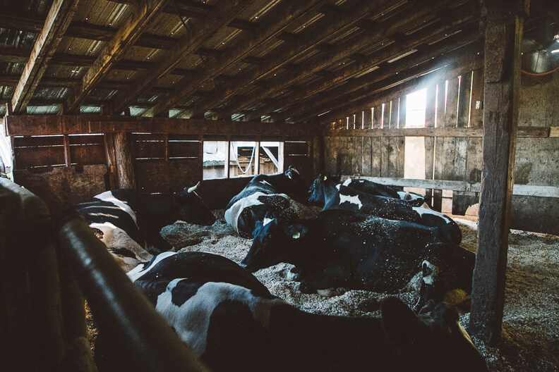 Black and white cows resting in a dimly lit wooden barn