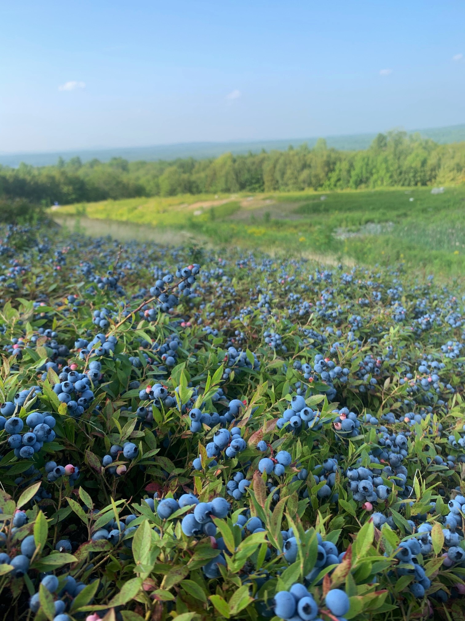 Lush blueberry field with ripe blue berries and green landscape background