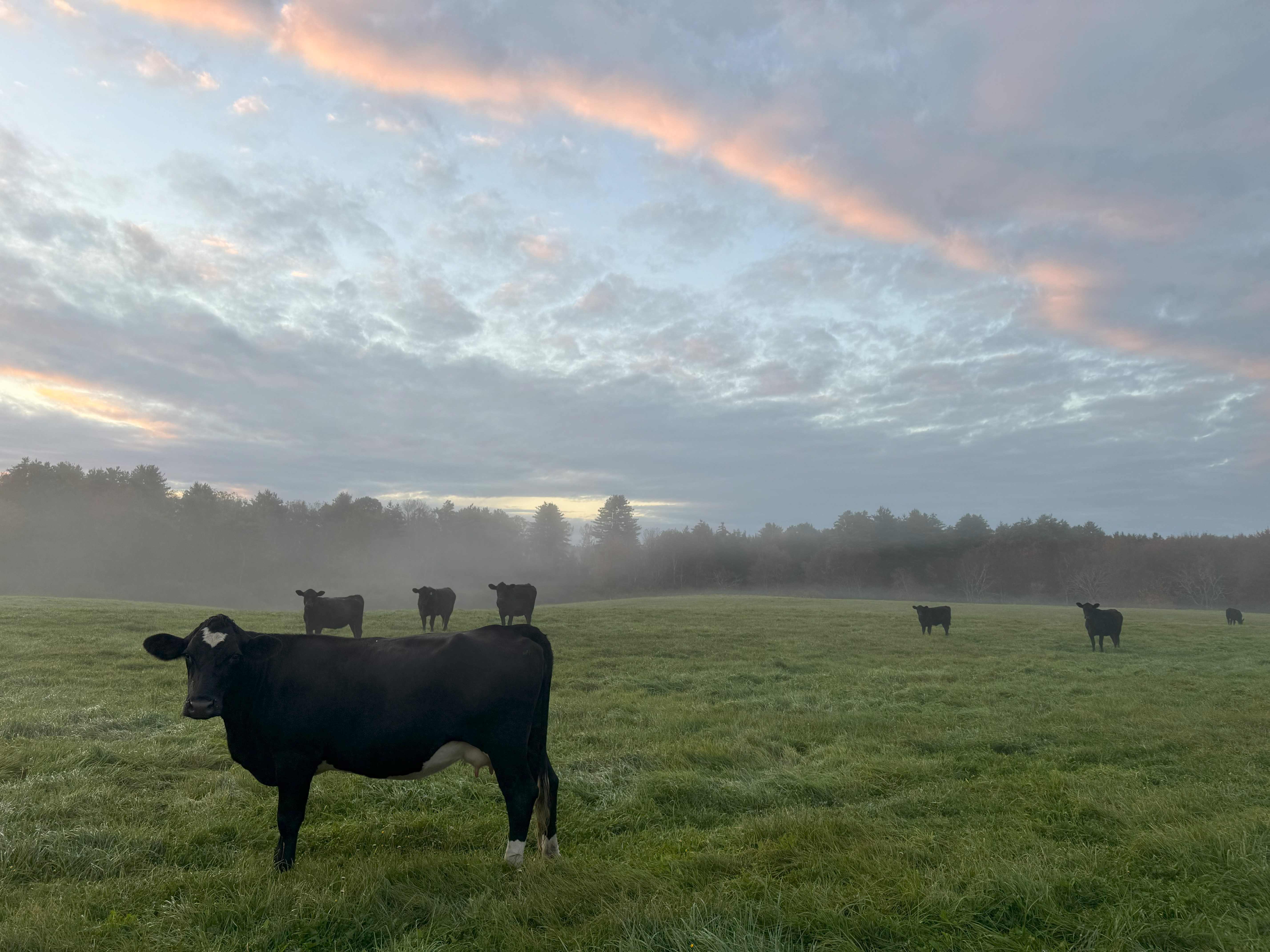 Black cows grazing in misty field at sunrise with forested background