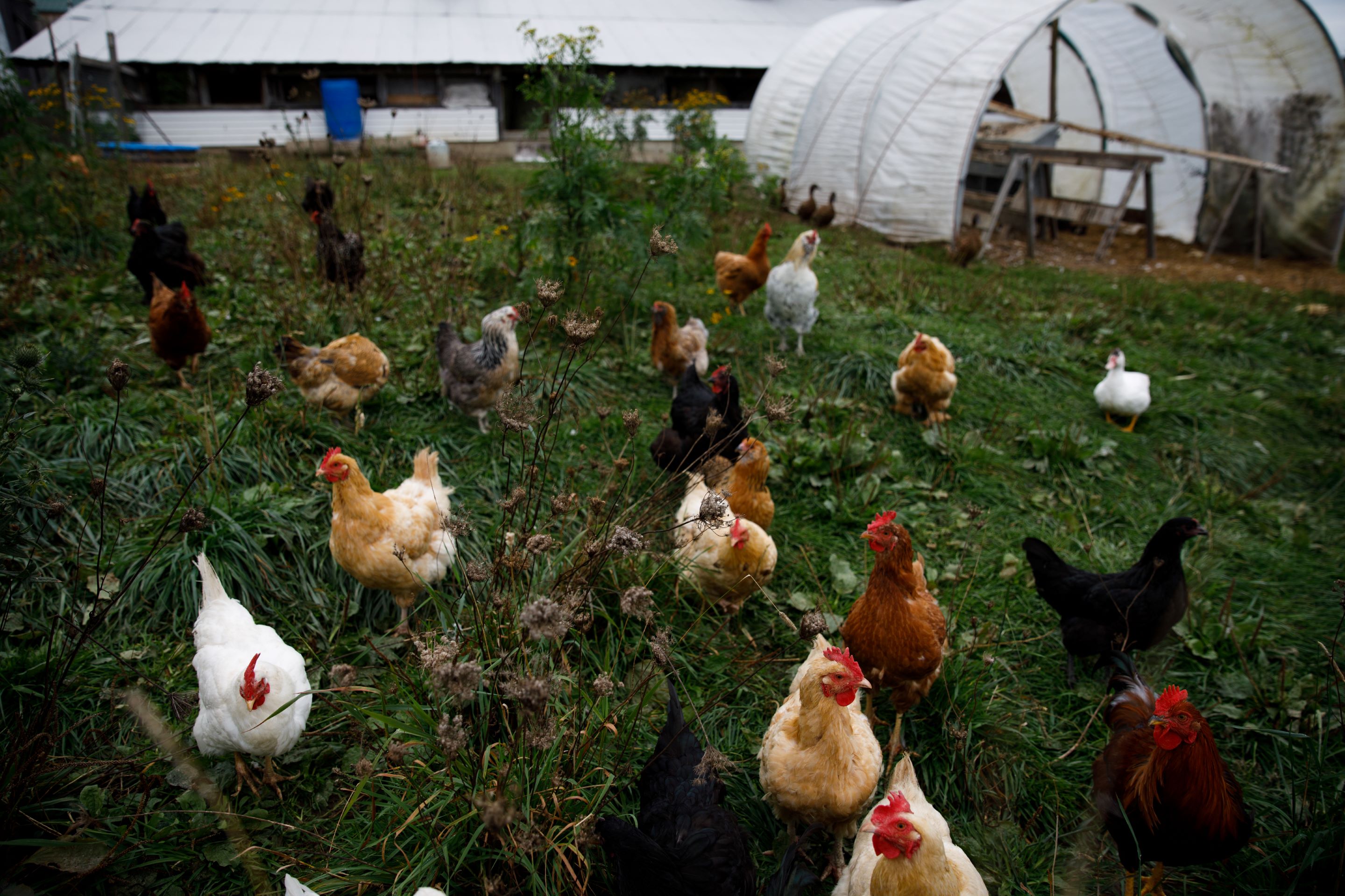 Free-range chickens roaming on a grassy farm with white greenhouse