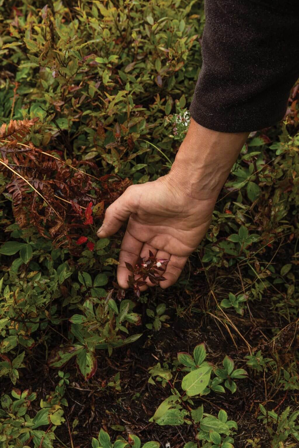Hand picking red berries among green leaves and ferns in nature