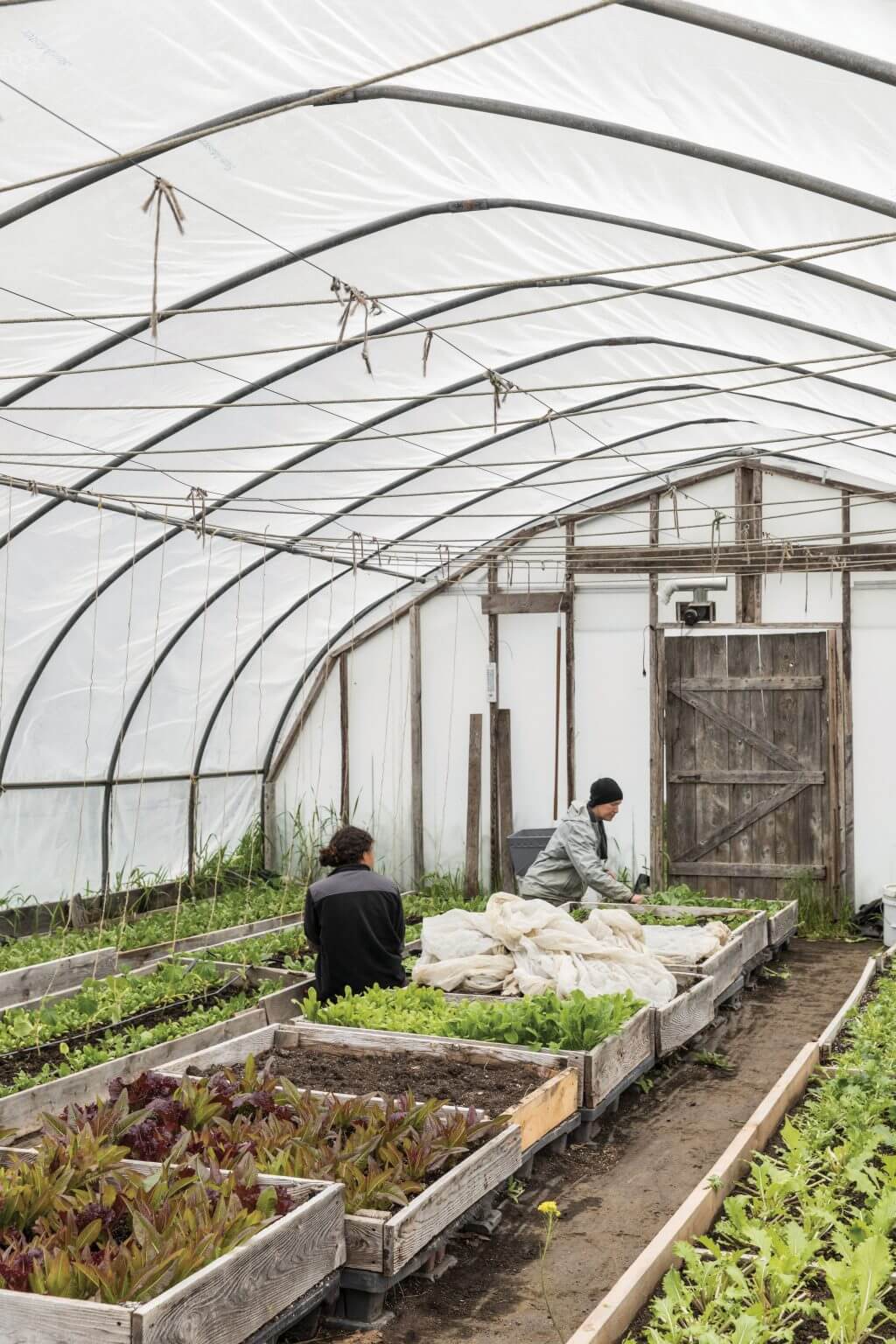 Two farmers working in a greenhouse with raised plant beds