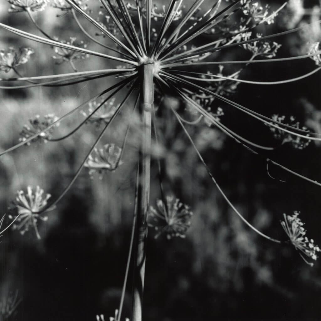 Black and white close-up of delicate Queen Anne's lace flower umbrella