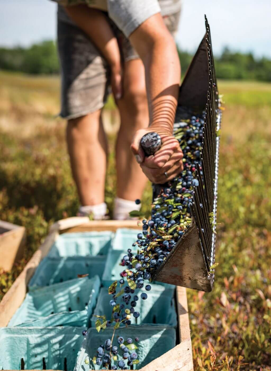 Blueberries being harvested with rake into turquoise containers in field
