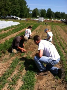 Farm workers carefully tend rows of crops in an agricultural field