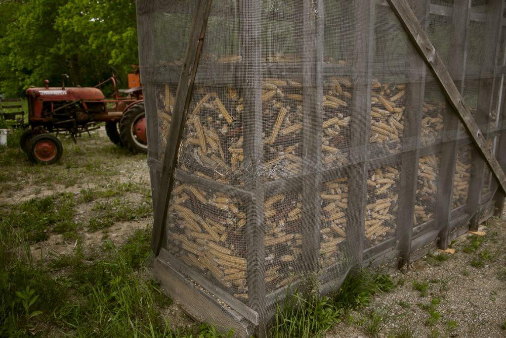 Wire mesh crib filled with dried corn cobs, with old red tractor in background