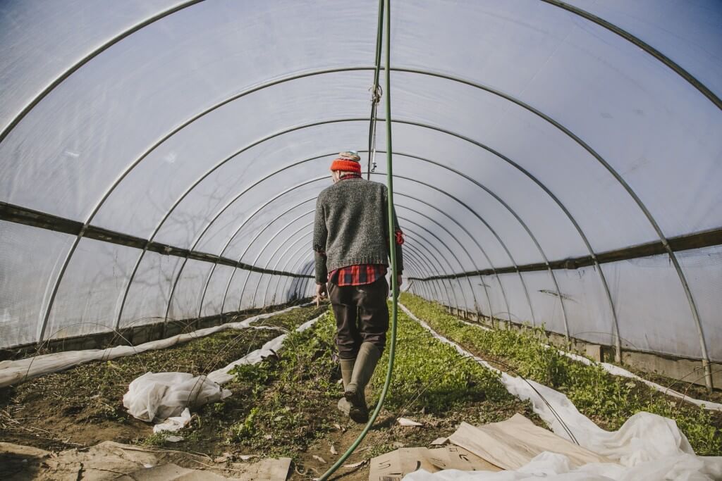 Farmer walking through greenhouse with growing plants and plastic covers