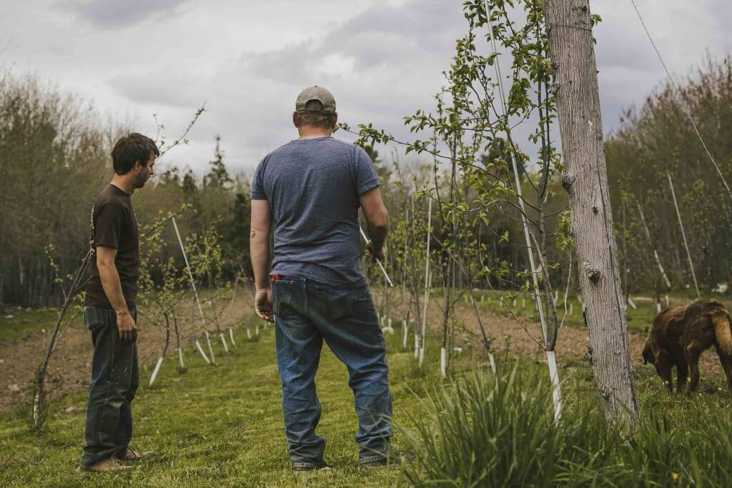 Two people inspect young trees in an orchard with a goat nearby