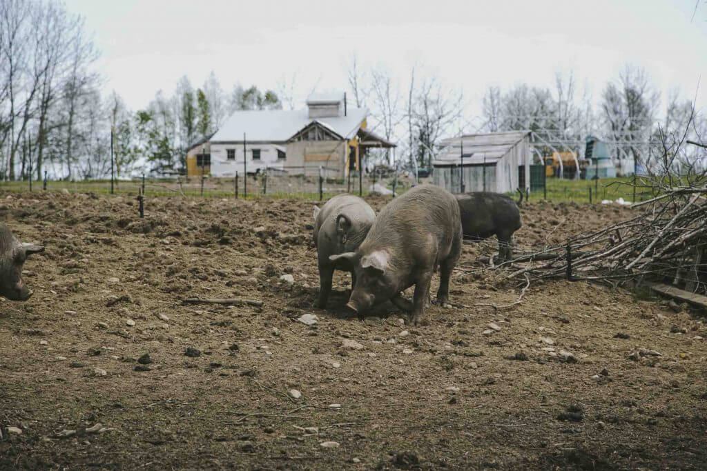 Pigs grazing in muddy farmyard with rural buildings in background
