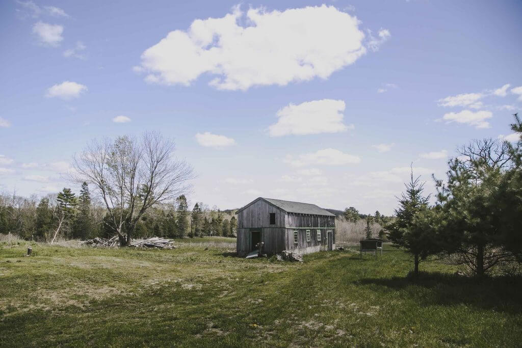 Weathered wooden barn in grassy field surrounded by pine trees