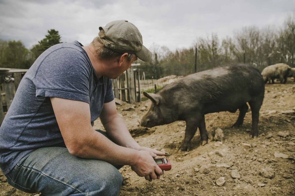 Farmer in cap crouching near black pig in muddy farm enclosure