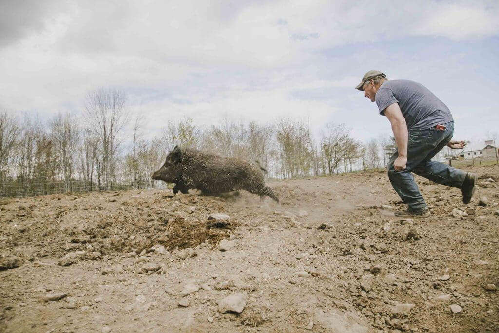Wild boar running across muddy field with person chasing behind