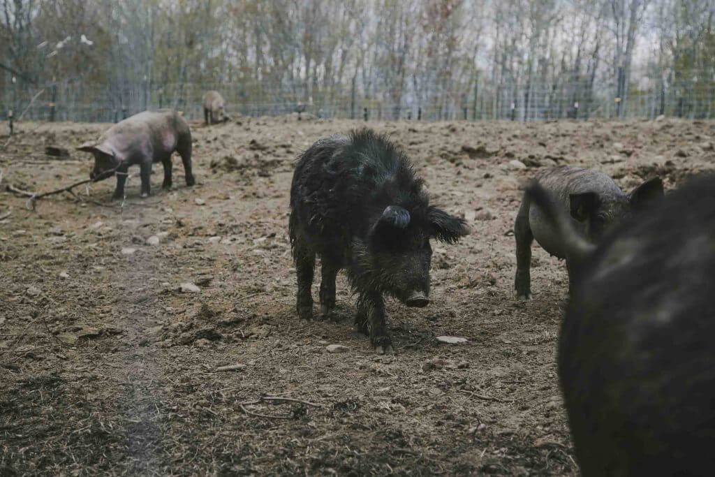 Black boars roaming in a bare, muddy forest enclosure