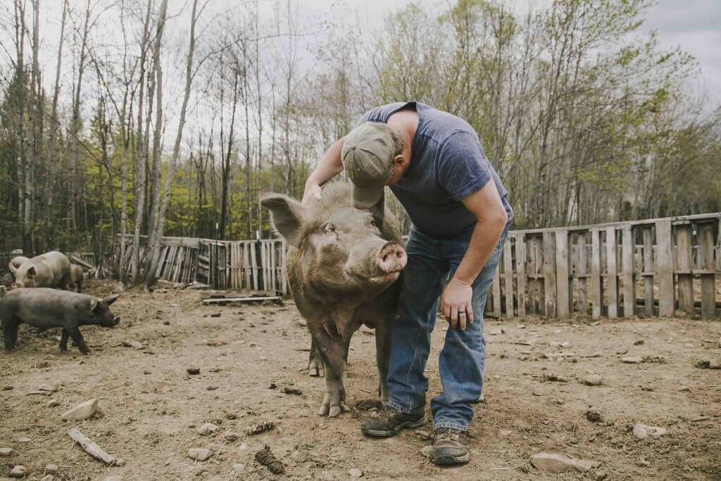 Farmer gently petting and caring for large pig in muddy farmyard