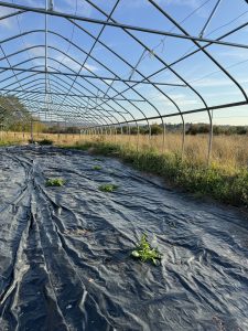 Greenhouse with plastic covering and rows of plants under arched metal frame