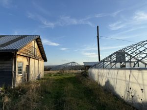 Rural farm scene with wooden shed, greenhouse, and utility pole