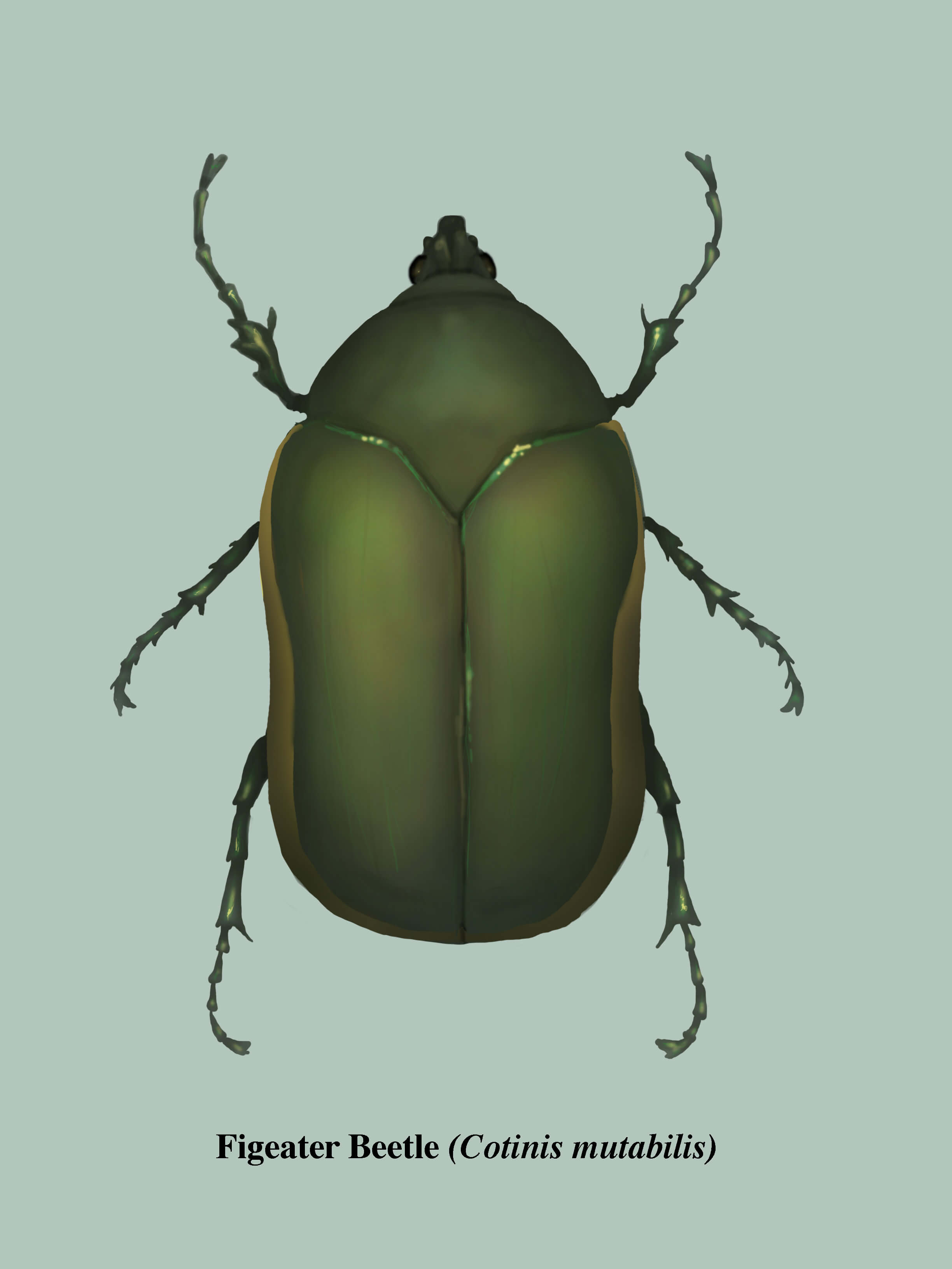 Green figeater beetle on a light green background, detailed entomological illustration