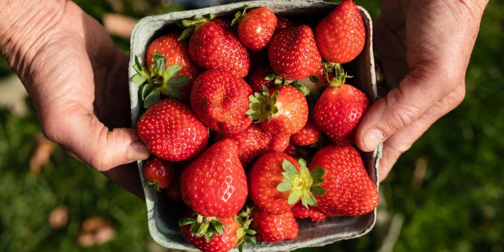 Fresh, ripe strawberries in a container held by hands outdoors