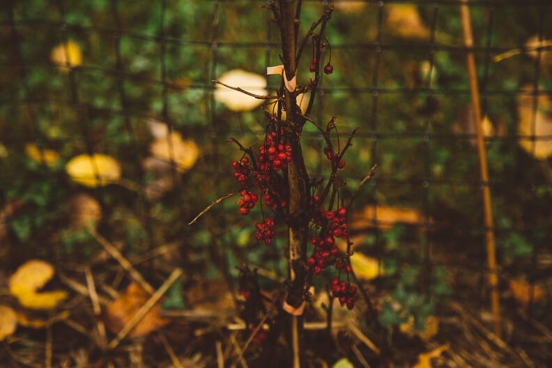 Bright red berries clustered on bare branches among autumn leaves